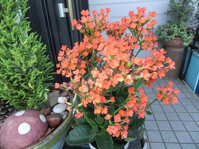 私の散歩道 暑いのに花は咲いている 私の散歩道 私の散歩道 暑いのに花は咲いている 私の散歩道