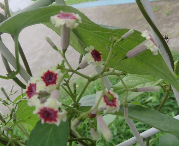 カラスウリとキカラスウリの咲く時間帯の違い 私の散歩道