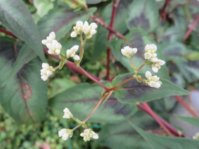 珍しいタデ科の花 私の散歩道