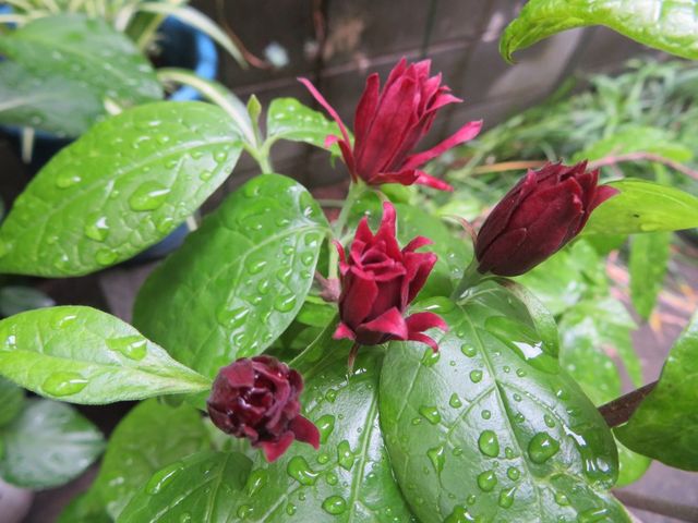 西洋サンザシの木その他 私の散歩道