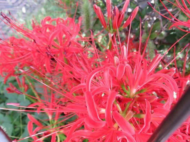 彼岸花とホウの実 私の散歩道