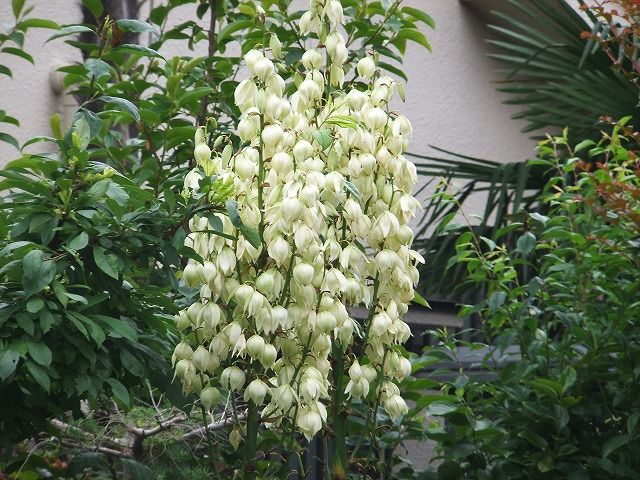 キンシバイ ビヨウヤナギ オトギリソウの違い 私の散歩道