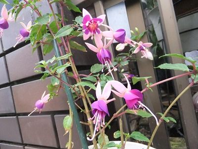 私の散歩道 知人の育てた花 踏ん張れ にっぽん 私の散歩道