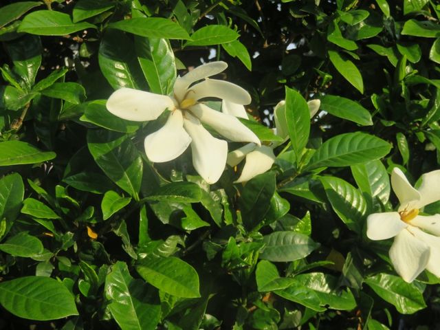 一重咲きのクチナシの花 私の散歩道