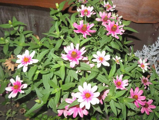 早朝の大宮公園 私の散歩道