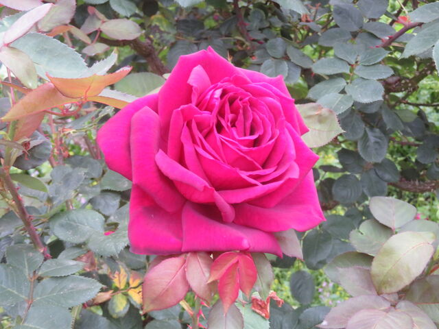 薔薇園の花