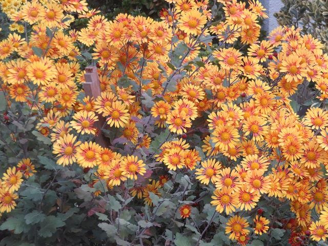 アフリカ原産のお初の花 私の散歩道