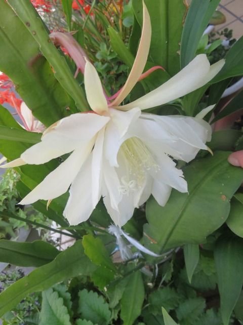 サボテンの花開花 私の散歩道 サボテンの花開花 私の散歩道