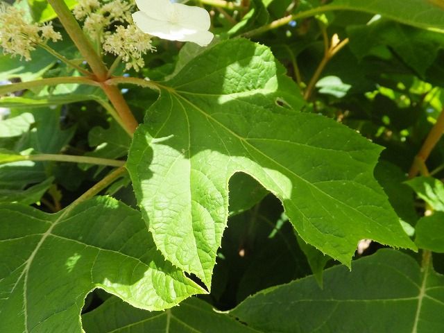 カシワバアジサイの事 私の散歩道