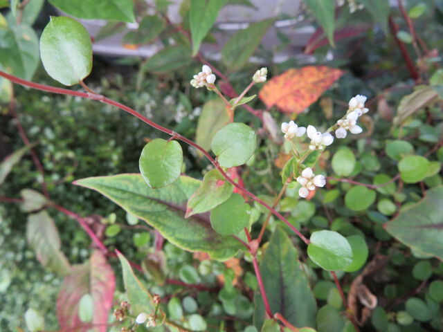 ペルシカリア シルバードラゴン タデ科 私の散歩道