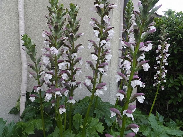 アカンサスのシベはどこに 紫陽花の開花宣言は何時するの 私の散歩道 アカンサスのシベはどこに 紫陽花の開花宣言は何時するの 私の散歩道