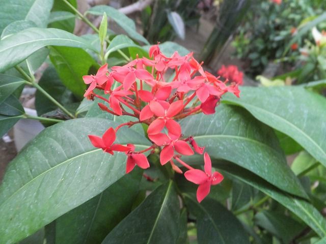 パンダでなくバンダですよ 私の散歩道