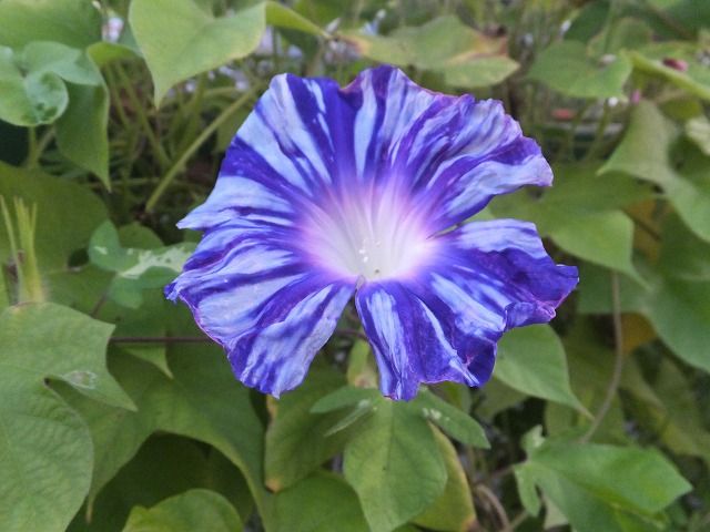 オーシャンブルーとヘブンリーブルーの違い 私の散歩道