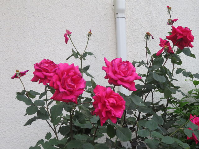 薔薇 (3)