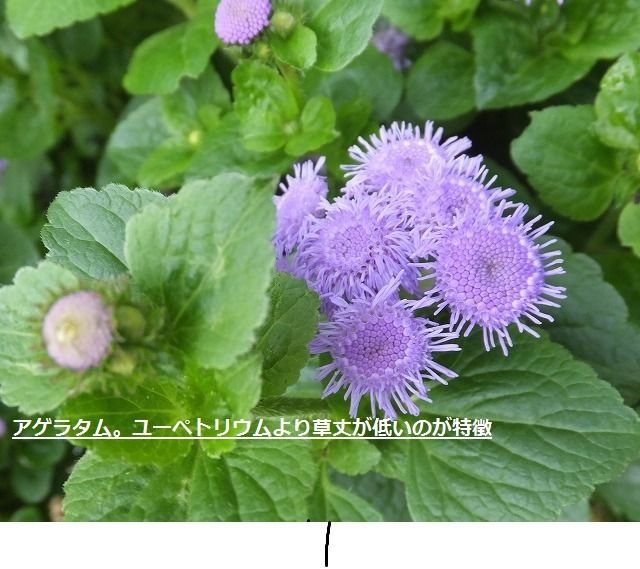 ユーペトリウムとアゲラタムの違い 私の散歩道