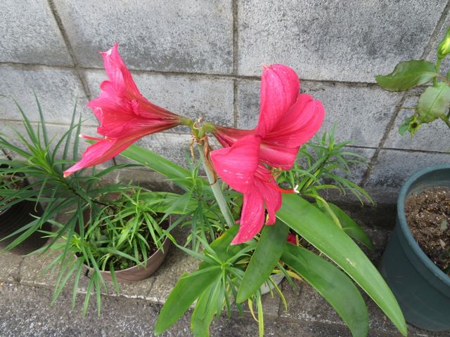 細かい花の咲いた木の名前教えて 私の散歩道