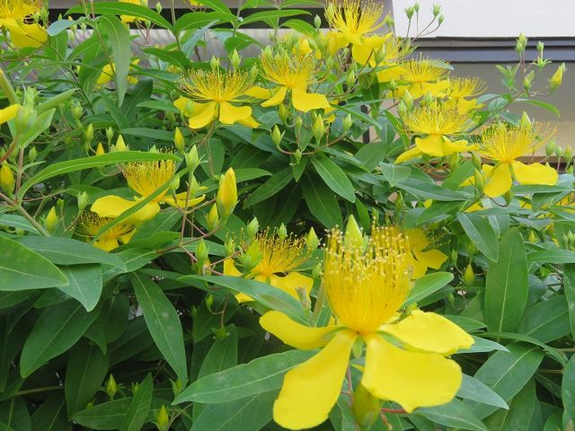 キンシバイとビヨウヤナギ 私の散歩道