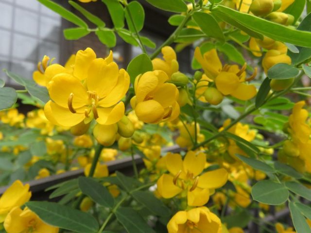 アンデスノオトメに対面嬉しい朝 私の散歩道