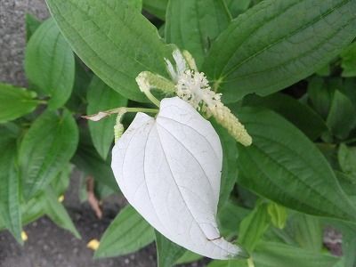 私の散歩道 大宮公園の往復で見る花々 私の散歩道