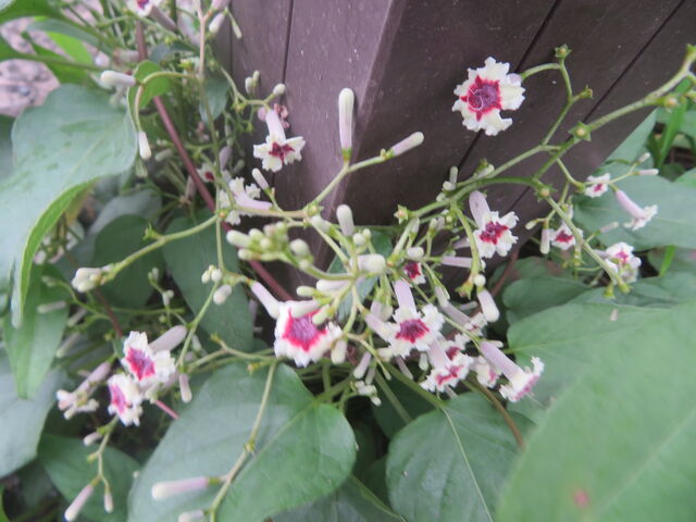 カラスウリとキカラスウリの咲く時間帯の違い 私の散歩道