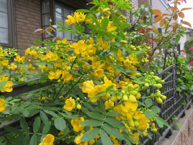 アンデスノオトメに対面嬉しい朝 私の散歩道