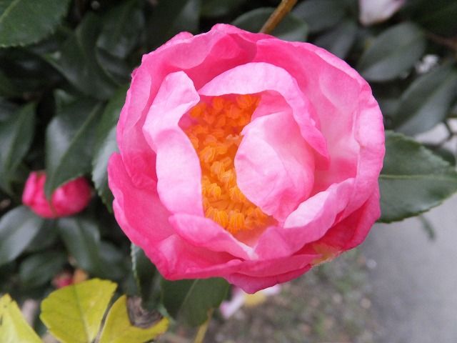 山茶花と椿の判り易い見分け方 私の散歩道 山茶花と椿の判り易い見分け方 私の散歩道