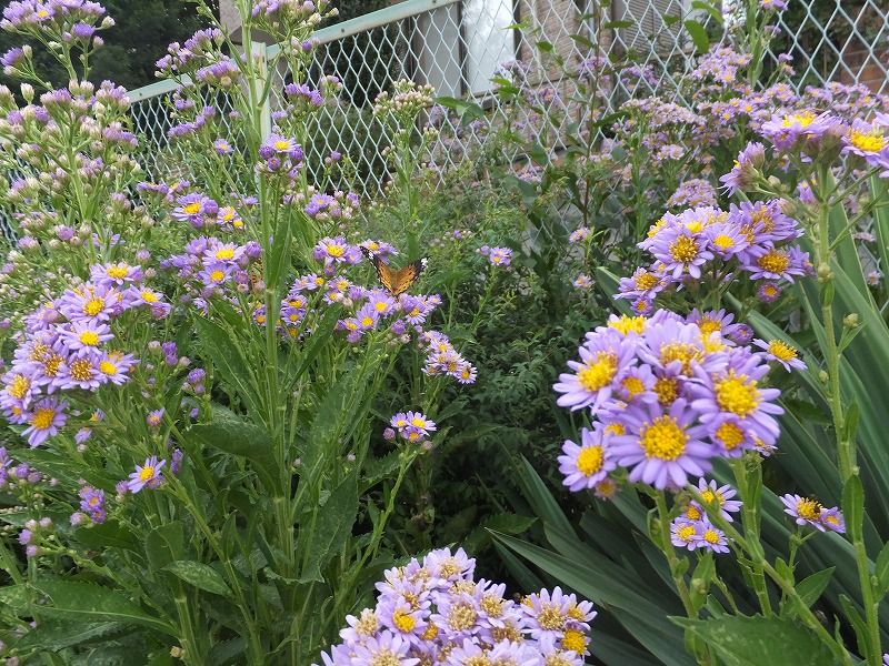 紫苑 シオン の花 私の散歩道