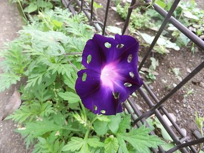 私の散歩道 旅立ちのスゲ 虫食いの朝顔 私の散歩道