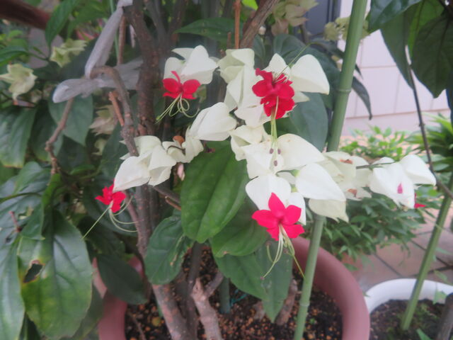 楽しいお花畑 私の散歩道