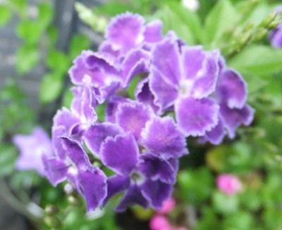 ジュランタ タカラズカの花 私の散歩道