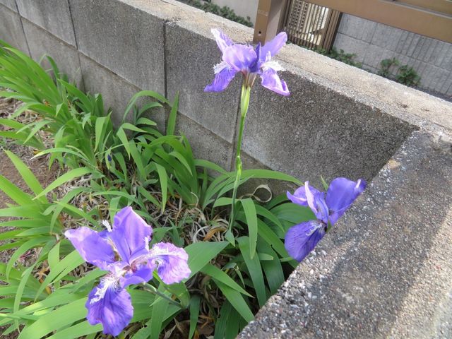 日増しに増える咲く花 私の散歩道