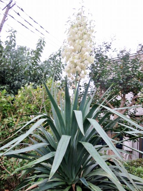 秋に咲く花 私の散歩道