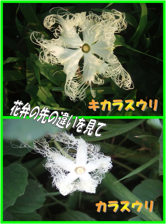 白い花 カラスウリとキカラスウリ違い 私の散歩道
