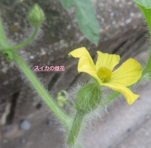 スイカの雄花と雌花 私の散歩道