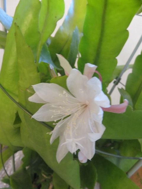 姫月下美人の開花 私の散歩道