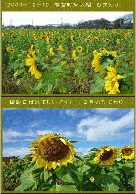 私の散歩道 12月のひまわり 画像ストックより 私の散歩道 私の散歩道 12月のひまわり 画像ストックより 私の散歩道