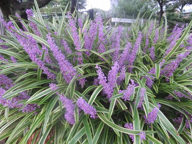 ヤブランの花色が好き 私の散歩道 ヤブランの花色が好き 私の散歩道