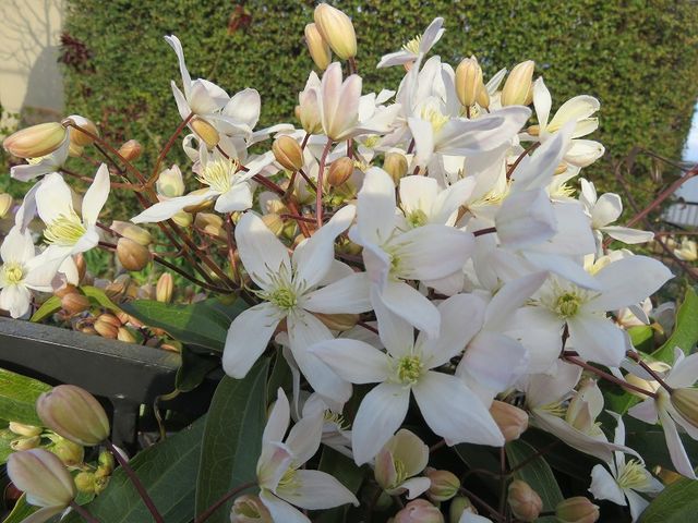 クレマチス アーマンディが咲いたよ 1 私の散歩道 クレマチス アーマンディが咲いたよ 1 私の散歩道