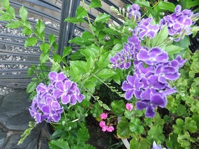 ジュランタ タカラズカの花 私の散歩道