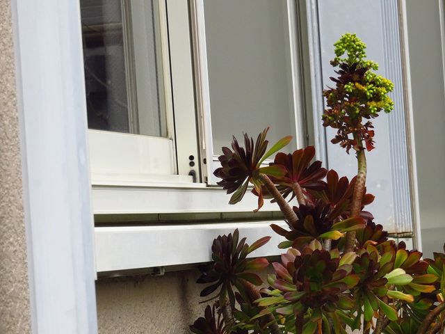 黒法師に花が咲いたよ 私の散歩道