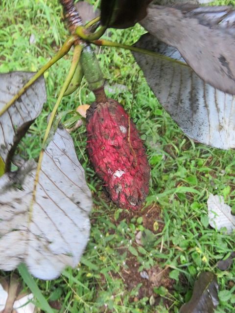 彼岸花とホウの実 私の散歩道