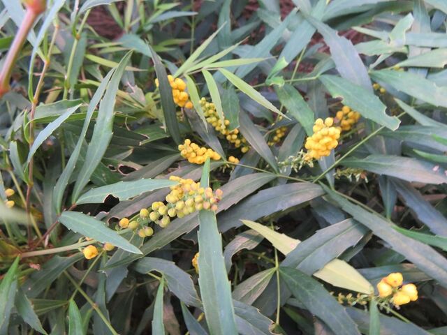 細羽柊南天の花と明け方の月 私の散歩道