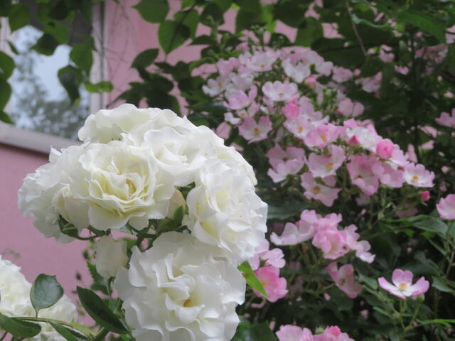薔薇8