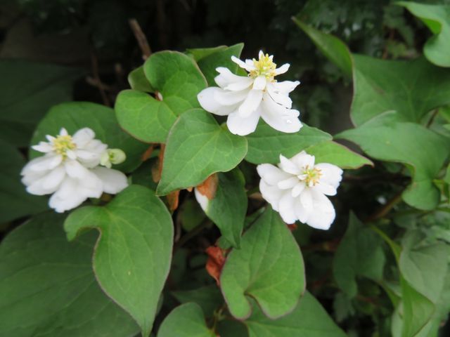 ドクダミの八重咲きの花 私の散歩道