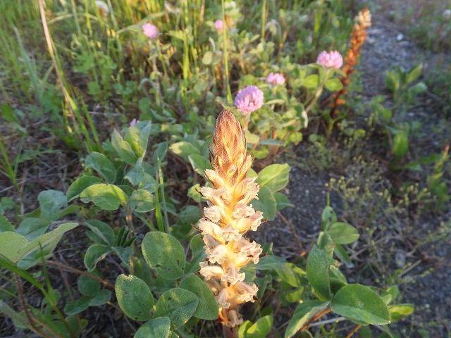 芝川土手の野生植物 私の散歩道