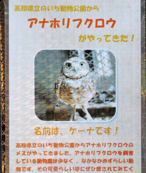 大宮公園内子供動物園アナホリフクロウ 私の散歩道 大宮公園内子供動物園アナホリフクロウ 私の散歩道
