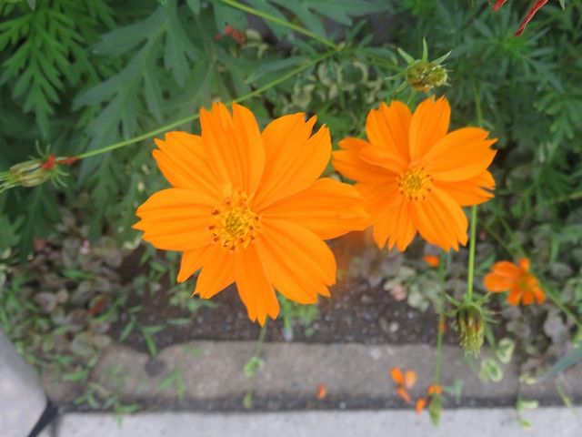 暑さの中にも花は咲く 私の散歩道 暑さの中にも花は咲く 私の散歩道