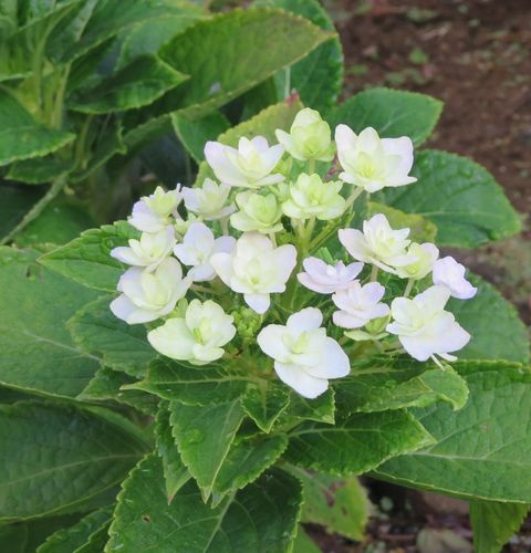 柊の開花と紫陽花の返り咲き 私の散歩道