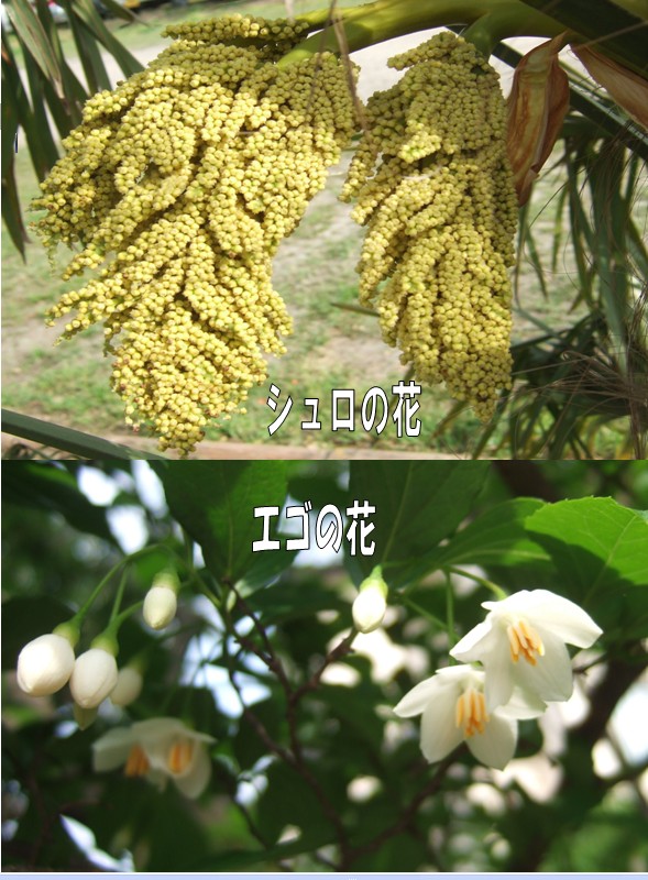 散歩の出会いの花たち シュロの花とエゴの花 私の散歩道