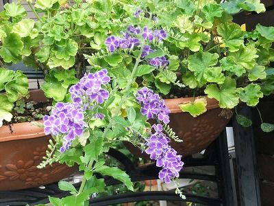 ジュランタ タカラズカの花 私の散歩道